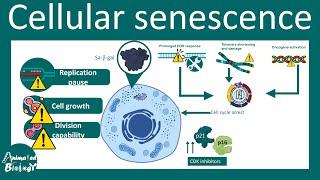 Senescence  Overview of Cell Senescence  hallmarks and inducers of Cell Senescence   USMLE