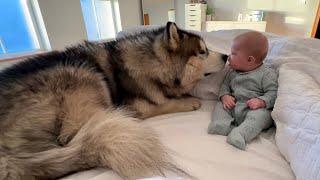 Giant Husky Knocks Baby Boy Over But Says Sorry Cutest Ever