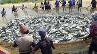 Amazing Big Net Catch Hundreds Tons of Fish - Fastest Traditional Fishing Net Skills