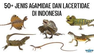 50+ Jenis Kadal Agamidae dan Lacertidae di Indonesia