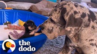 Giant Great Dane Has Raised Hundreds of Tiny Puppies and Kittens  The Dodo