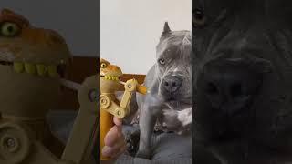 Doggo wants her lollipop  #americanpitbull #animals #dog #doglover #animals #pet #funny