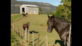 Shire Horses Draught Horse Road Test  Burkes Backyard