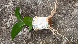 how to grow mogra from stem cutting  mogra jasmine growing from cutting