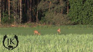 Jagd im Frühjahr auf Rehbock und Sauen  Grenadier - Jagdkrone