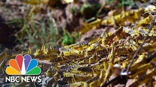 Devastating Plague Of Locusts Could Hit East Africa  NBC News NOW