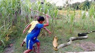 Amazing Cambodian Boys Catch Snake With Bare Hand - How To Catch Big Snake In Cambodia