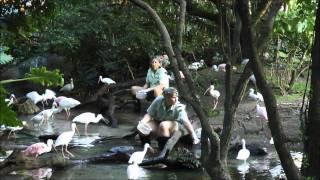 Bird Feeding Animal Kingdom Walt Disney World HD 1080p