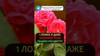 1 Ложка Под ЛЮБОЙ ЦВЕТОК и Они Сразу Пышно Зацветут #цветы #розы #сад #огород #цветыдлясада #урожай