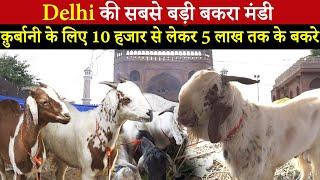 Delhi की सबसे बड़ी बकरा मंडी  क़ुर्बानी के लिए 10 हजार से लेकर 5 लाख तक के बकरे Bakra Eid 2023