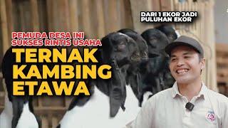 RAHASIA SUKSES TERNAK KAMBING PE KALIGESING - seperti ini cara ternak kambing etawa kaligesing