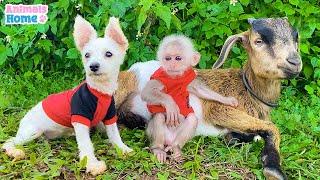 BiBi monkey with goat and Amee happily playing at the water park