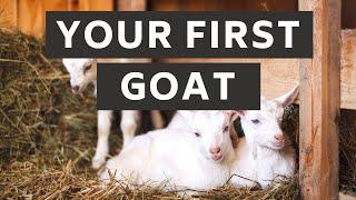 What you need ready for your first goat  Prepare for Goats  New Goat Owner Supplies  Goat Care