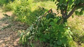 Damage From Wild Boar on Cherry Trees