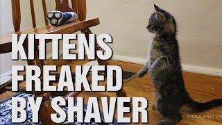 CAT vs SHAVER Kittens Freaked-Out By Electric Shaver. Hilarious and Cute