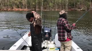 The Easiest Way To Catch White Perch catching over 100