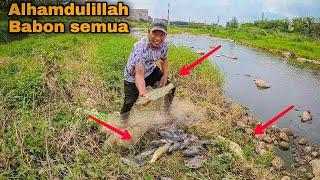 Rasanya Ngga percaya  jala ikan nila babon di sungai DANGKAL dapat sebanyak ini  Best net fishing