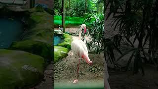 Flamingo Tidur Tegak Berdiri hanya dengan 1 kaki #tamanmargasatwaragunan #ragunanzoo
