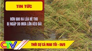 THỜI SỰ CÀ MAU TỐI 06-9-2024  HƠN 600 HA LÚA HÈ THU BỊ NGẬP DO MƯA LỚN KÉO DÀI.