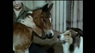 Lassie - Episodes 484 & 485 - Track of the Jaguar 1 & 2 - Season 15 Eps.9-10 - 1124-12011968