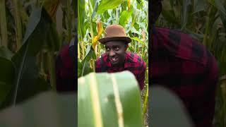 How them scary movies Be On The Farm.  The Corn Man