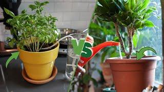 Bottom vs Top Watering Planter - Discover the Best Way to Water Your Plants