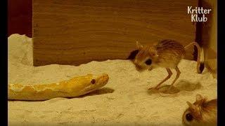 Kangaroo Rat Beats A Snake  Kritter Klub