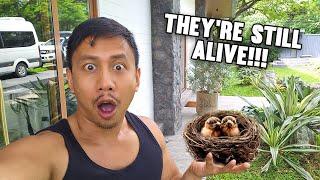 We Found A Bird Nest With Babies   Vlog #1754