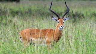 Mikumi National Park - video by Tanzania National Park