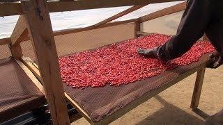 Solar drying of chilli Summary