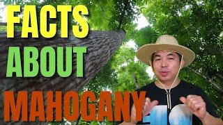 Heres WHAT you dont know FACTS About Mahogany Trees So POPULAR Right NOW