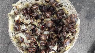 full bucket of snails Полное ведро улиток snail got out of the bucket