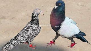 10 Most Beautiful Fancy Pigeons Collection  Indian Pigeon Breeds  World Unique Amazing Pigeon Farm