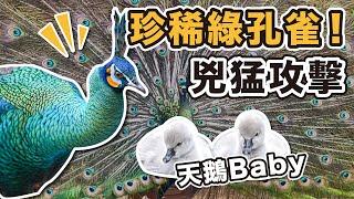 綠孔雀 鳳凰 各種珍稀鳥類繁殖場baby破蛋感動時刻兇猛攻擊飼育員頭部超驚險畫面