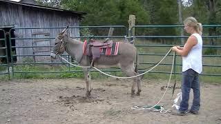 Donkey Driving Training Series Intro to Ground Driving using Round Pen