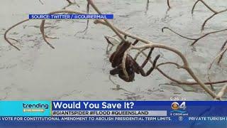 Trending Giant Spider Rescued From Floodwaters