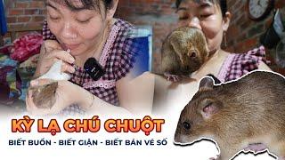 Kỳ lạ Chú chuột biết buồn biết giận biết bán vé số giúp chủ thoát nghèo  Bùi Hồ TV