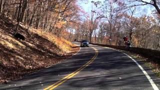 Skyline Drive Black Bears