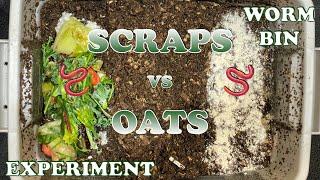 Which Will Attract More Red Wiggler Compost Worms? + Mite Time Lapse  Vemicompost Worm Farm