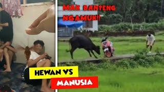 Gini Jadinya Kalo Si Banteng Udah Ngamuk..  Aksi Hewan Vs Manusia