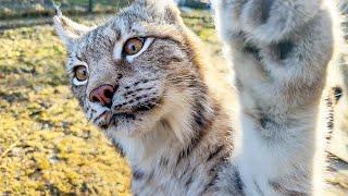 LITTLE LYNX RAISIN ATTACKS ME  How lynxes ask for a male  Pigs favorite toy