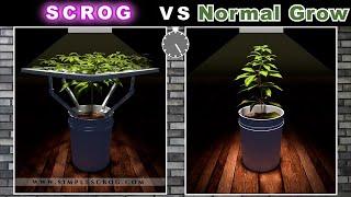 Scrog Grow vs Normal Grow Animation