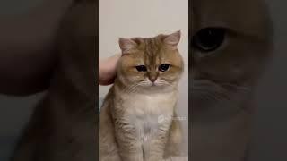 Most Cute Cats - Love Your Cat #Shorts #ShortsVideo