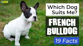 Is a French Bulldog the Right Dog Breed for Me? 19 Facts About French Bulldog Dogs