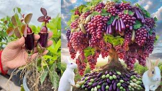 Best Unique Skill Grafting Grapes and Eggplant with techniques StrangeTo have Lots of Fruits