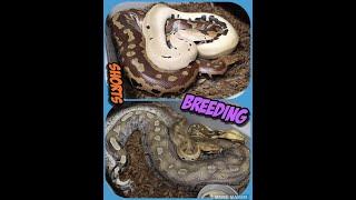 Blood and Short Tail Python Breeding Session So Far