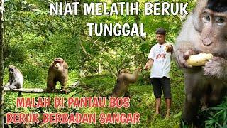 MELATIH BERUK TUNGGAL MALAH DI INTAI BOS BERUK BERBADAN SANGAR..