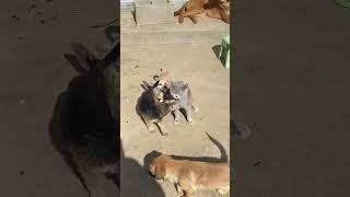 Funny video of a group of dogs and a cat having fun so cute  