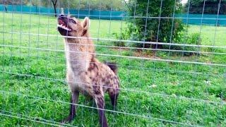 Roxy the hyena laugh loudly in front of her meal