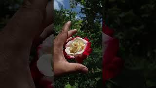 rosal Double delight - roses - rosas - rosier - rosa #rosas